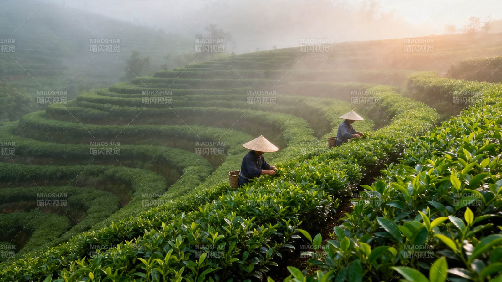 晨雾茶山采茶人图片