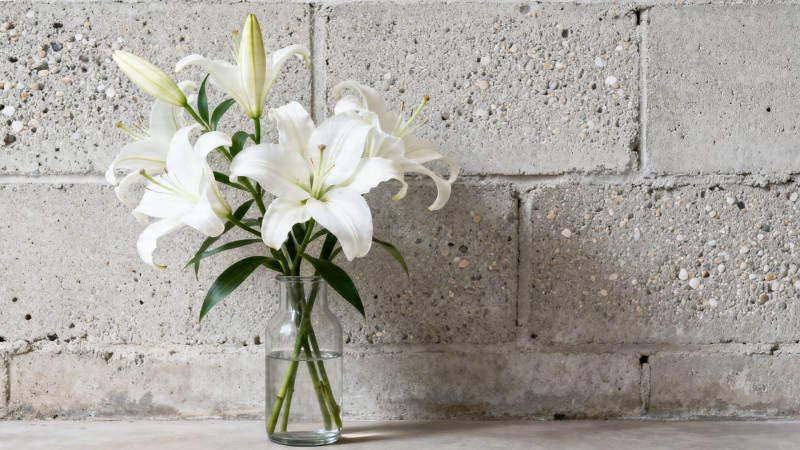 白百合插瓶 水泥墙前静美图片