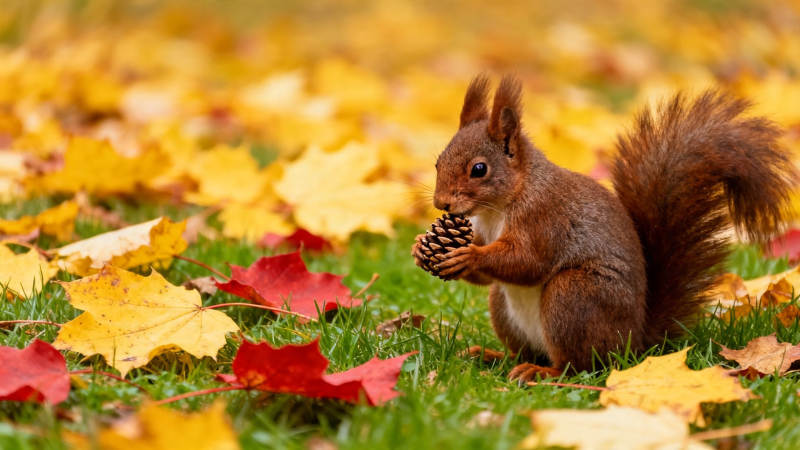 秋叶间松鼠抱松果图片