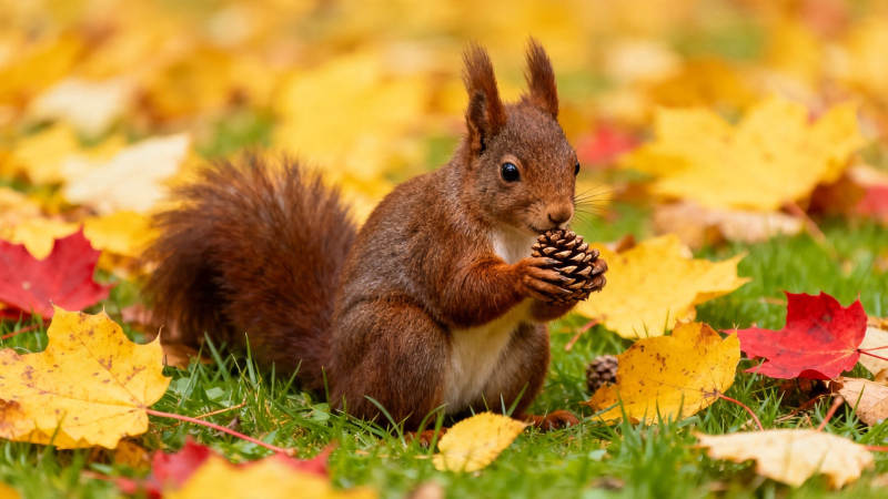 秋叶间松鼠抱松果图片