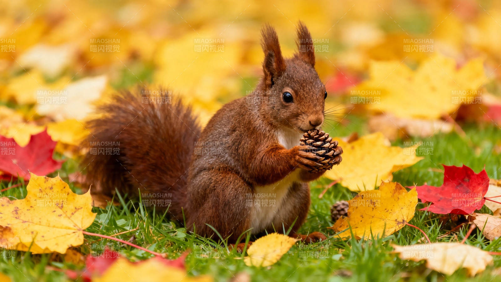 秋叶间松鼠抱松果图片
