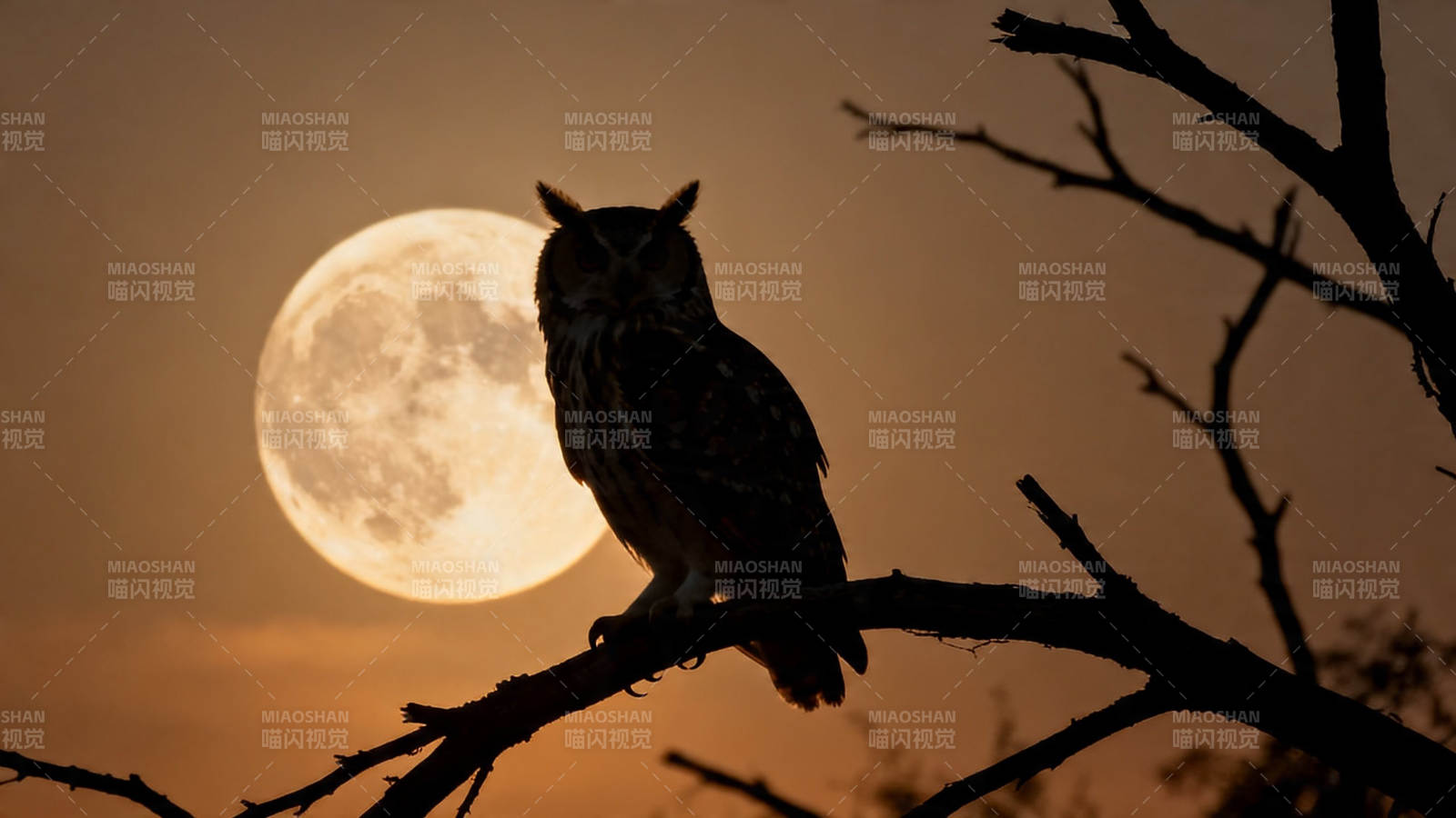 月夜猫头鹰栖枝剪影图片