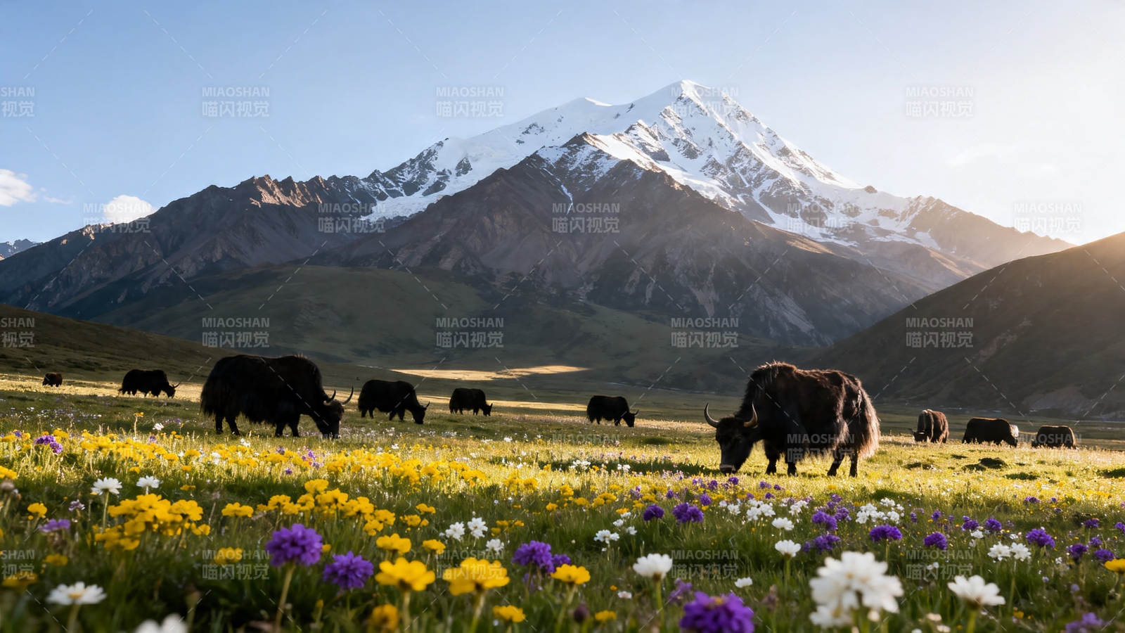 雪山花海牦牛悠然行图片