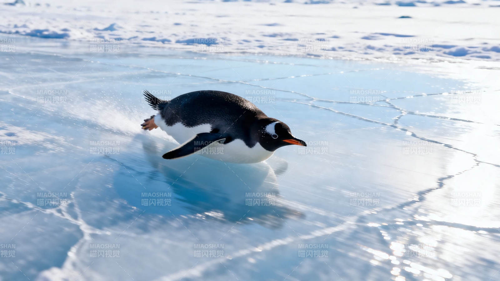 企鹅冰上滑行图片