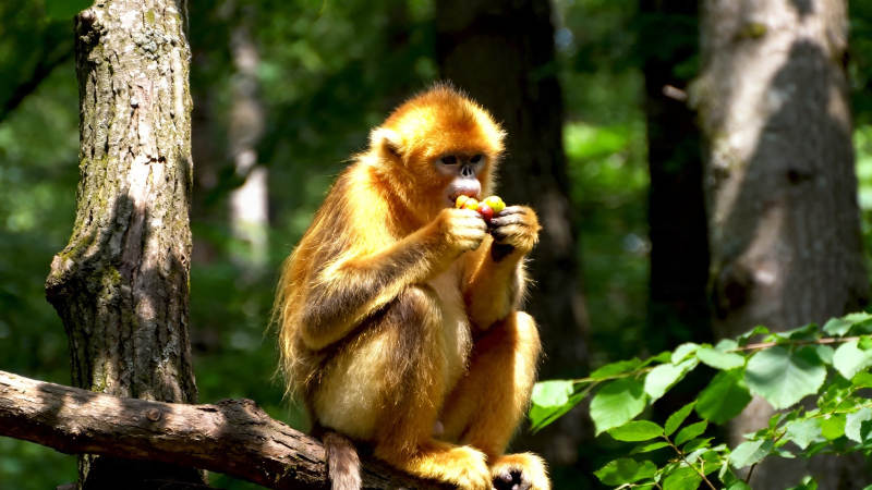 金猴林间啃果忙图片