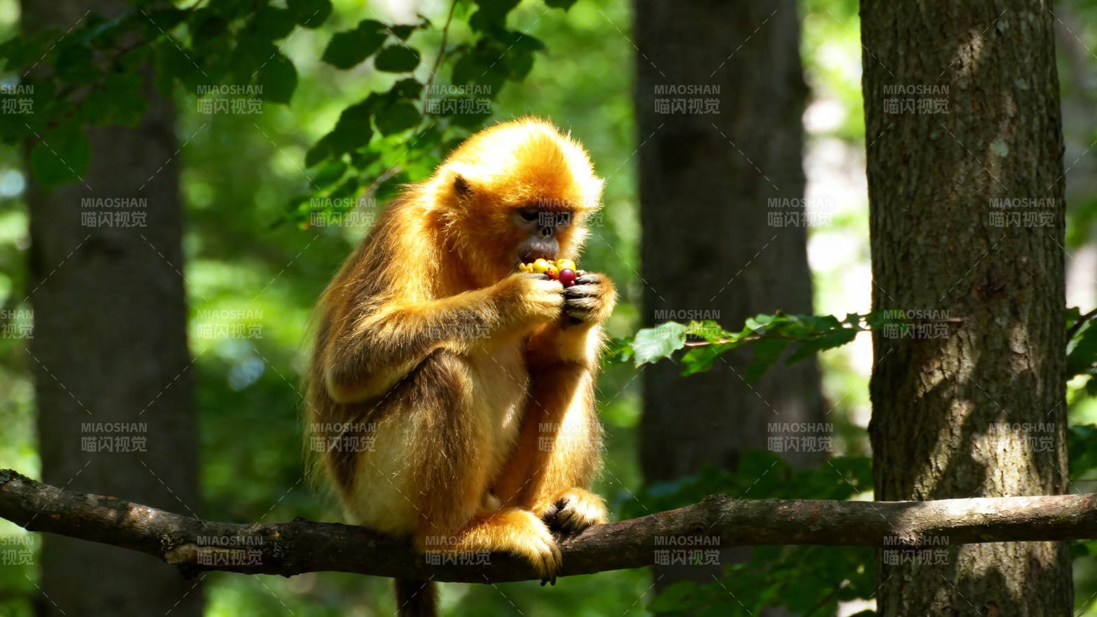 金猴树上享美食图片