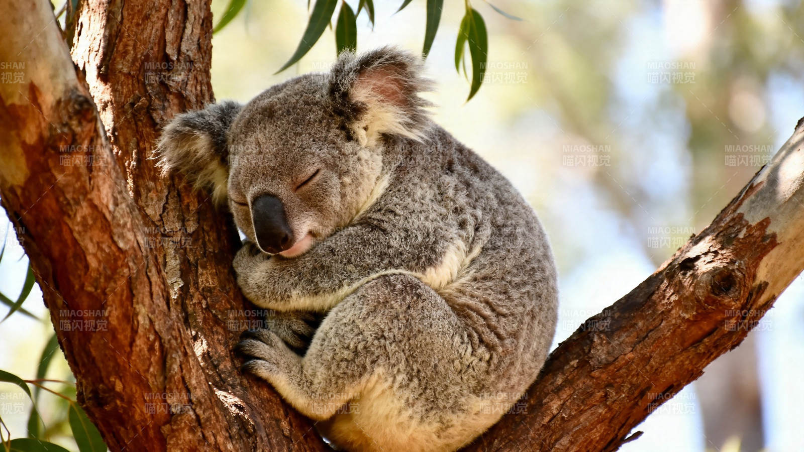 树袋熊酣睡枝头图片