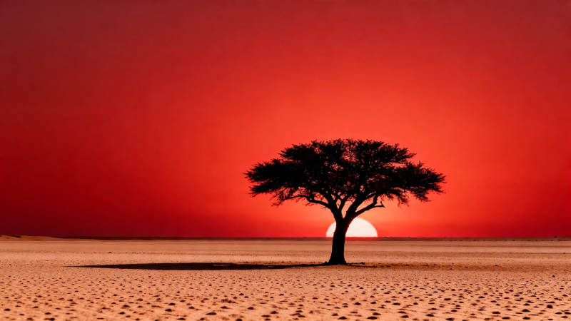 红日孤树沙漠景图片