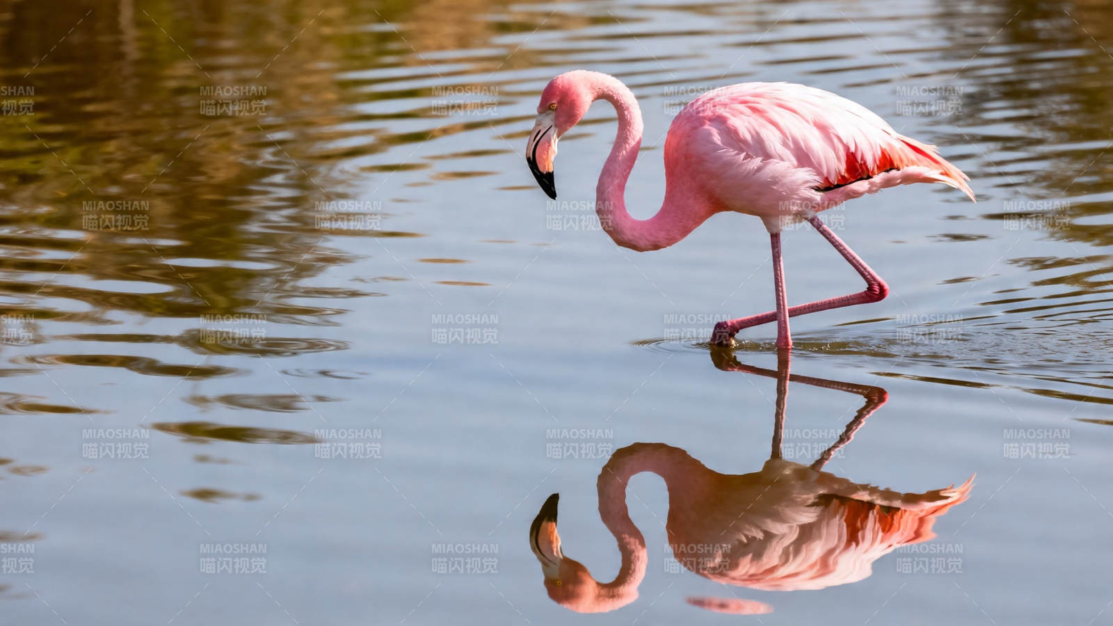 粉 flamingo 水中倒影美图片