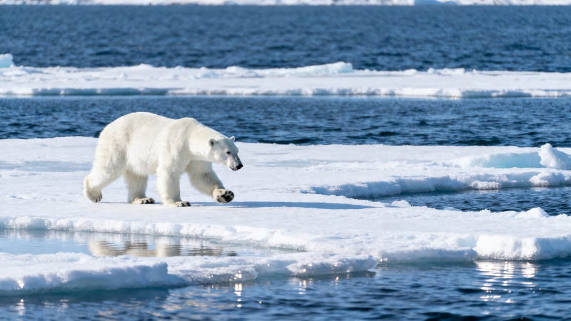 北极熊踏冰而行图片