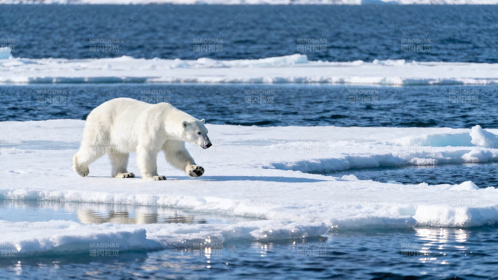 北极熊踏冰而行图片