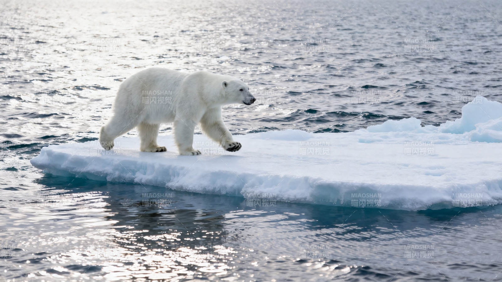 北极熊踏冰行于海面图片