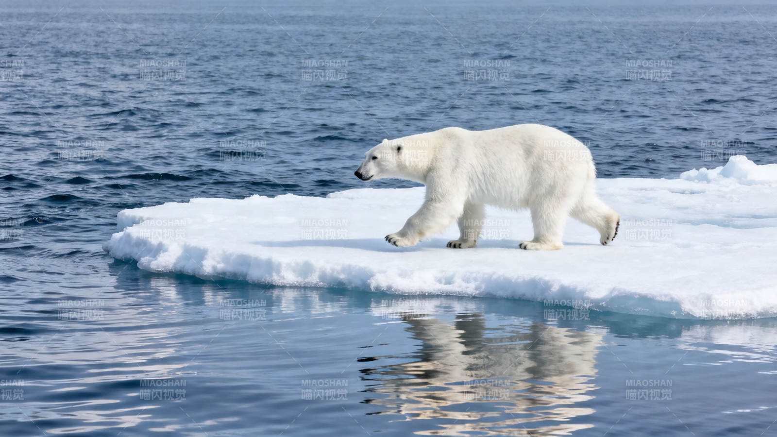 北极熊踏冰行于海面图片