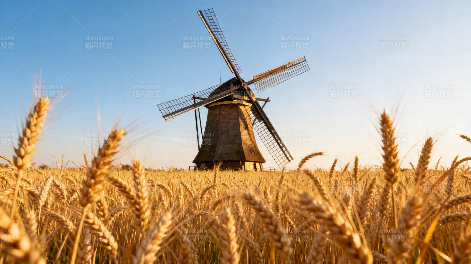 麦田风车 金色黄昏景图片