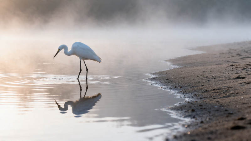 晨雾白鹭立水边图片