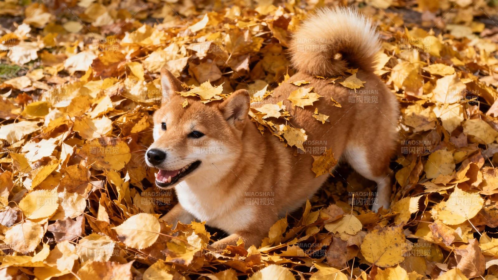 秋叶中的柴犬笑脸图片
