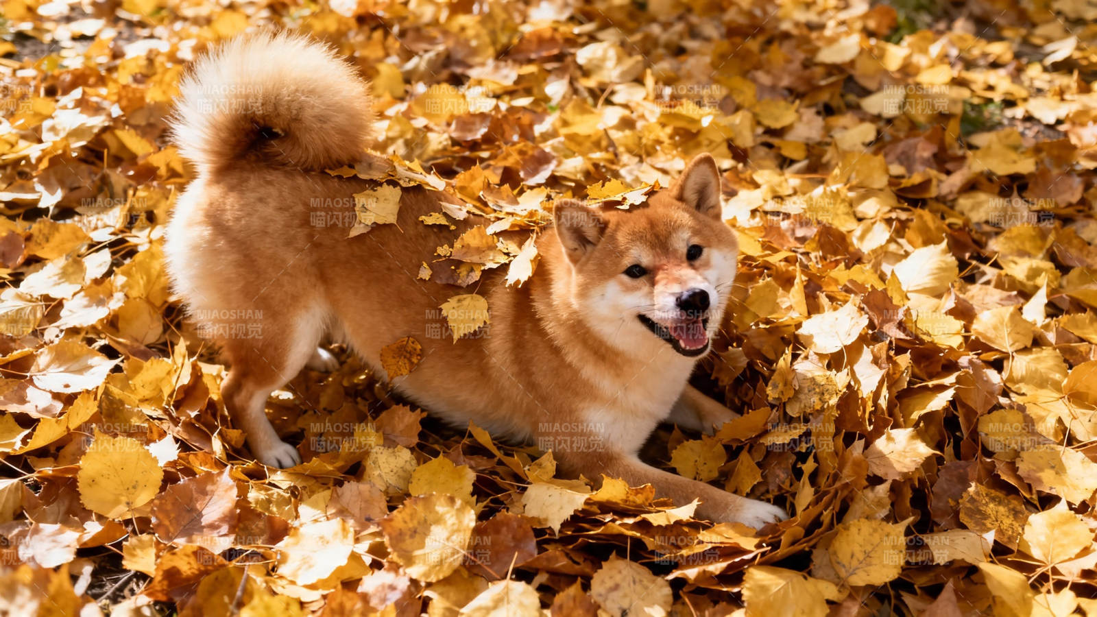 秋叶中的柴犬微笑图片