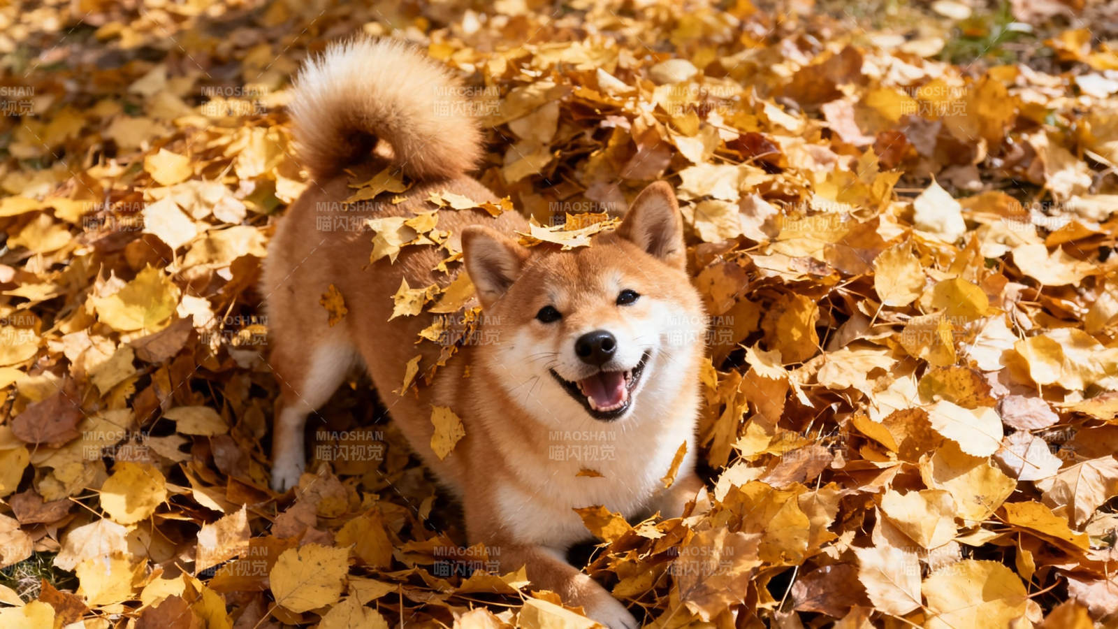 秋叶中的柴犬笑脸图片