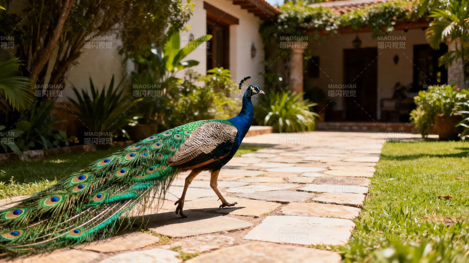 孔雀漫步庭院小径图片