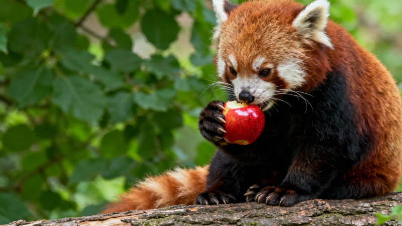 小熊猫啃苹果 萌态十足图片