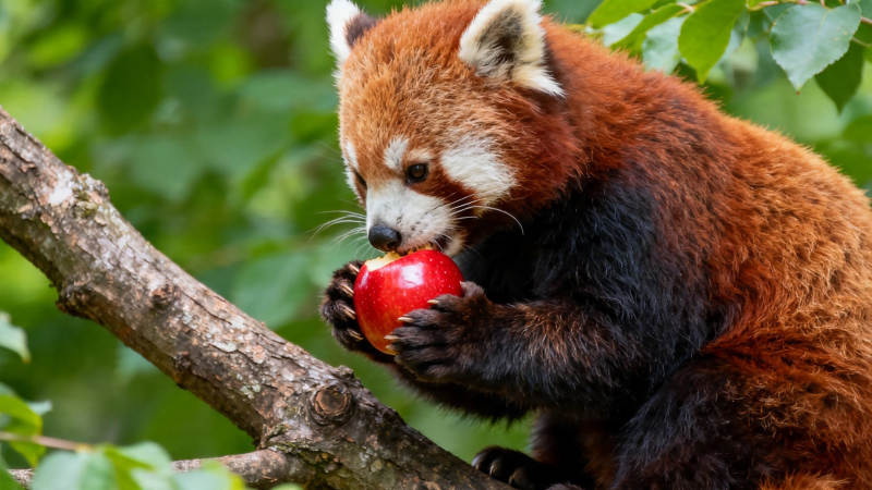 小熊猫树上啃红苹果图片
