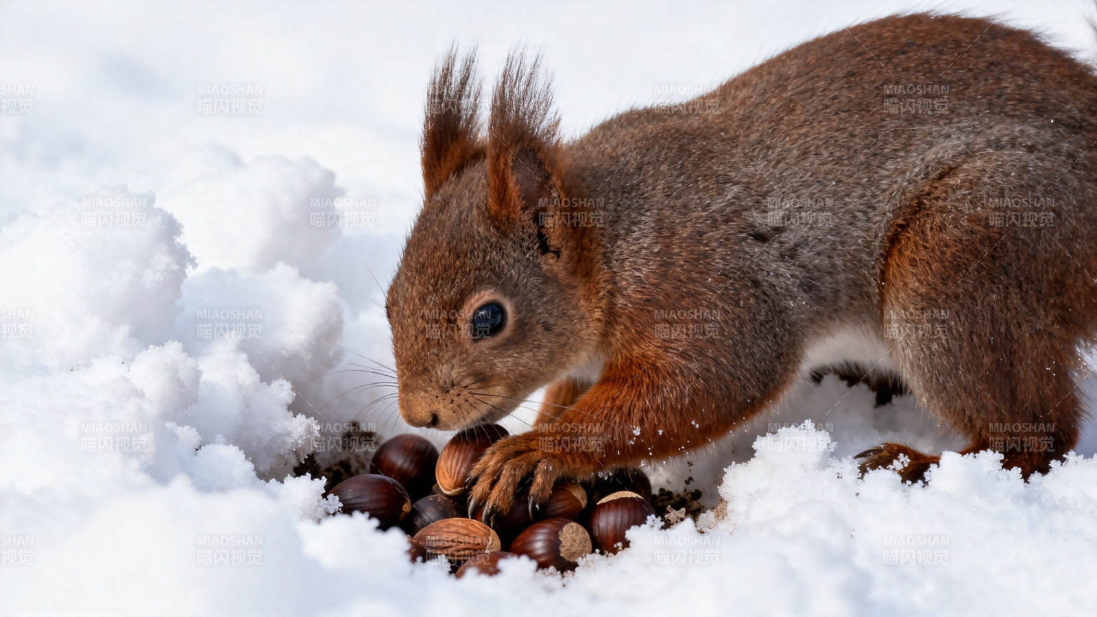 雪地里的小松鼠觅食坚果图片