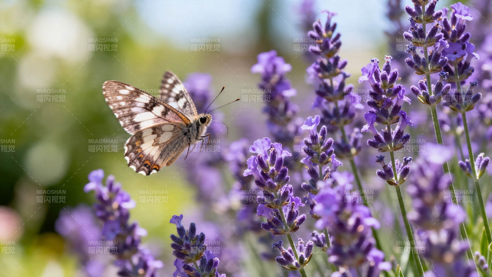 蝶舞薰衣草 紫香引翩跹图片