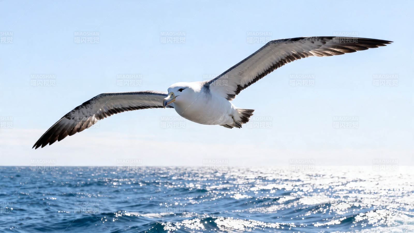 海鸥翱翔碧海蓝天图片