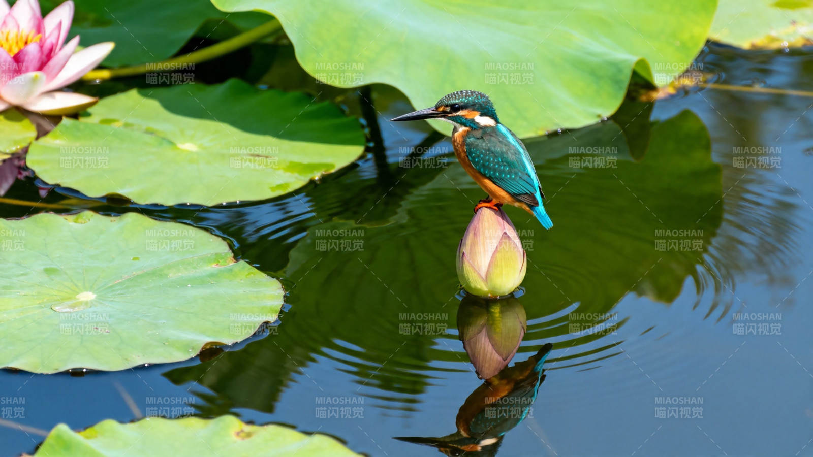 翠鸟立莲苞 静水映花影图片