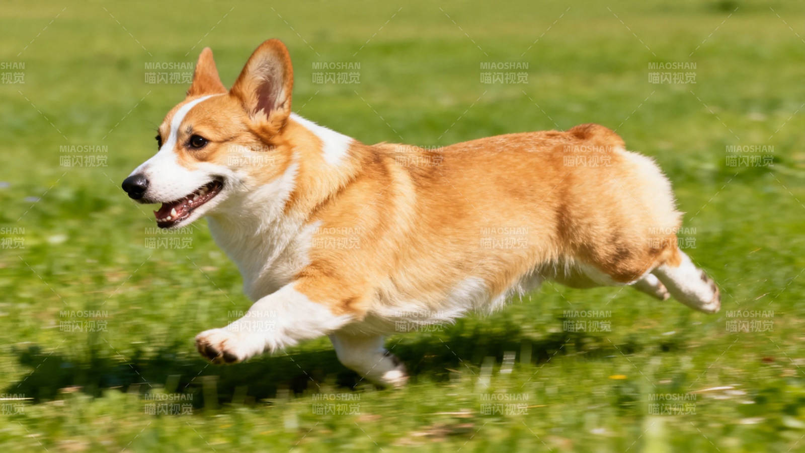 柯基奔跑在绿草地上图片