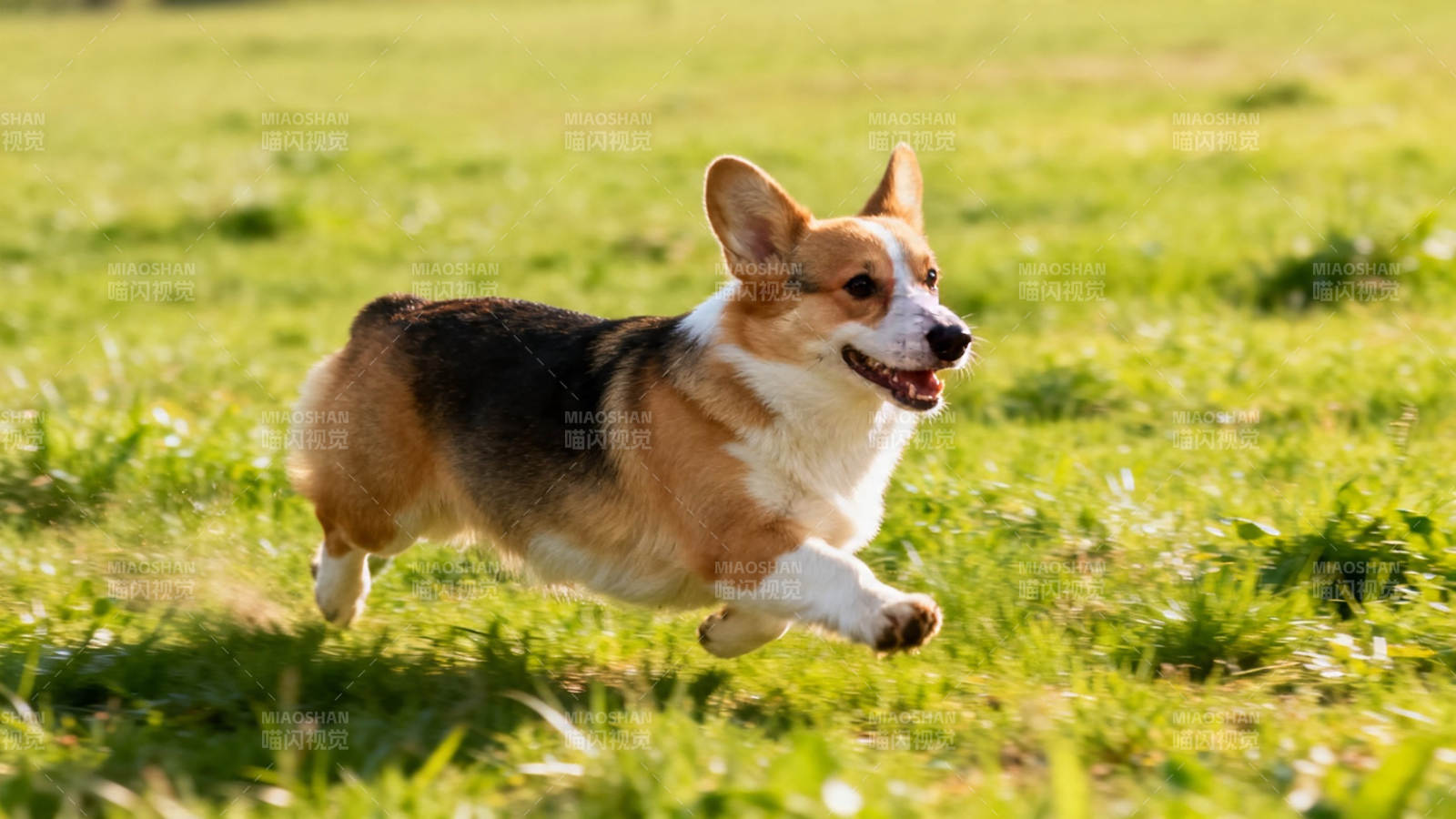 柯基奔跑在绿草地上图片