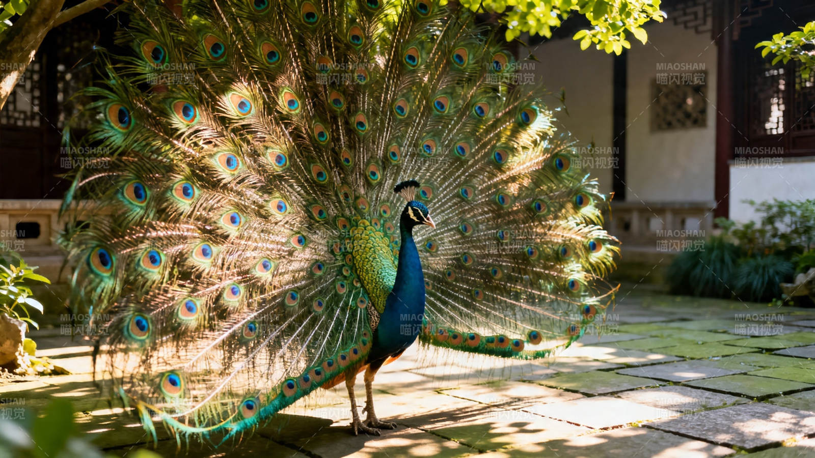 孔雀开屏 华美夺目图片
