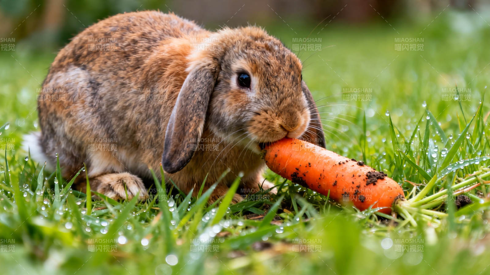 小兔啃胡萝卜 草地萌趣瞬间图片