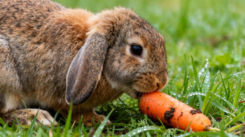兔啃胡萝卜 草地露珠闪图片