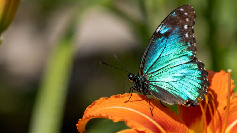 蓝蝶栖橙花 色彩醉人心图片