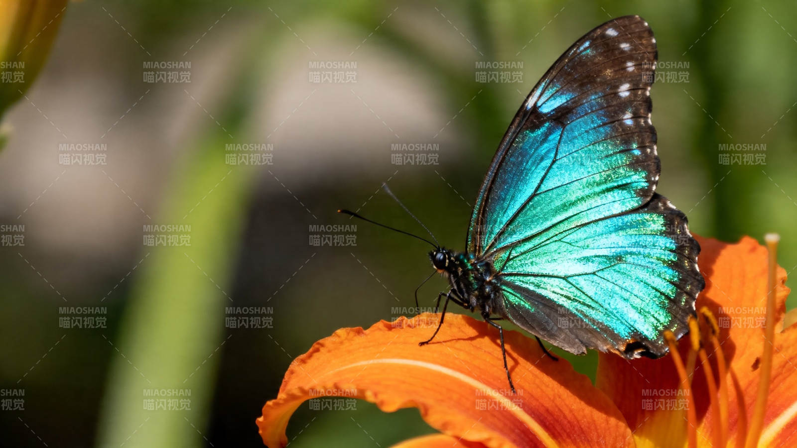 蓝蝶栖橙花 色彩醉人心图片