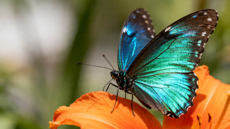 蓝蝶栖橙花 翅展如虹彩图片