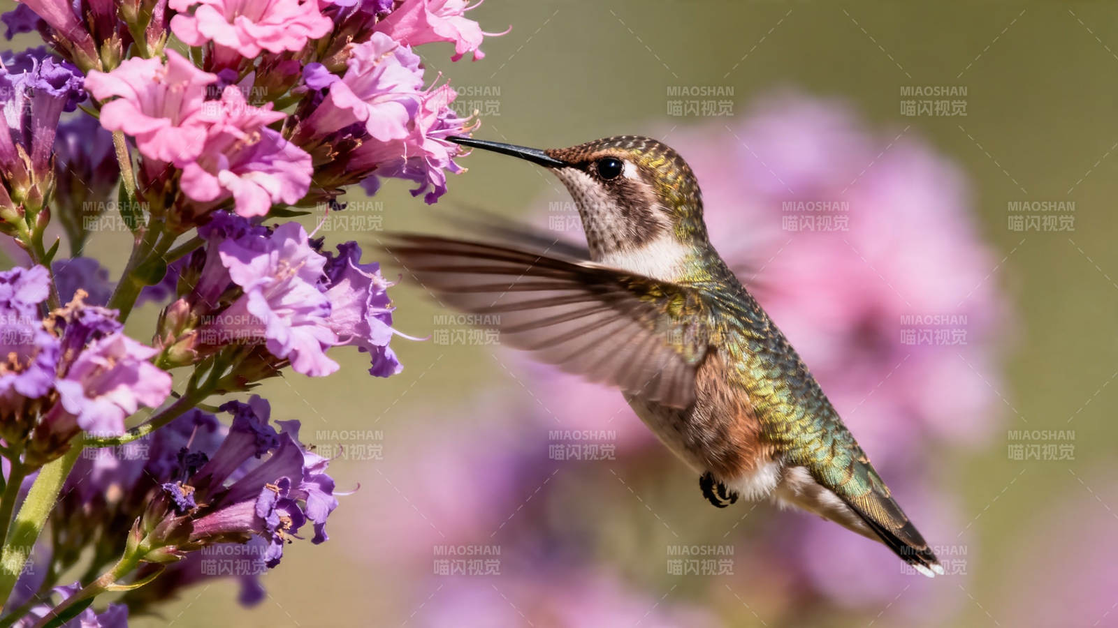 蜂鸟采花蜜 羽翼振粉紫图片