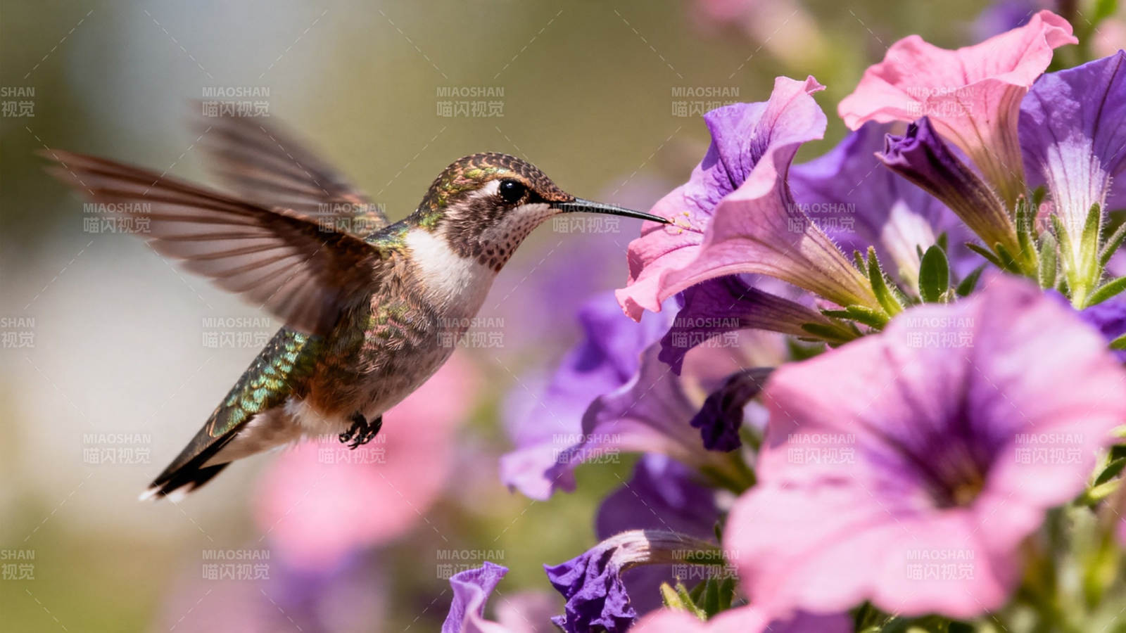 蜂鸟采花蜜 紫粉花间舞图片