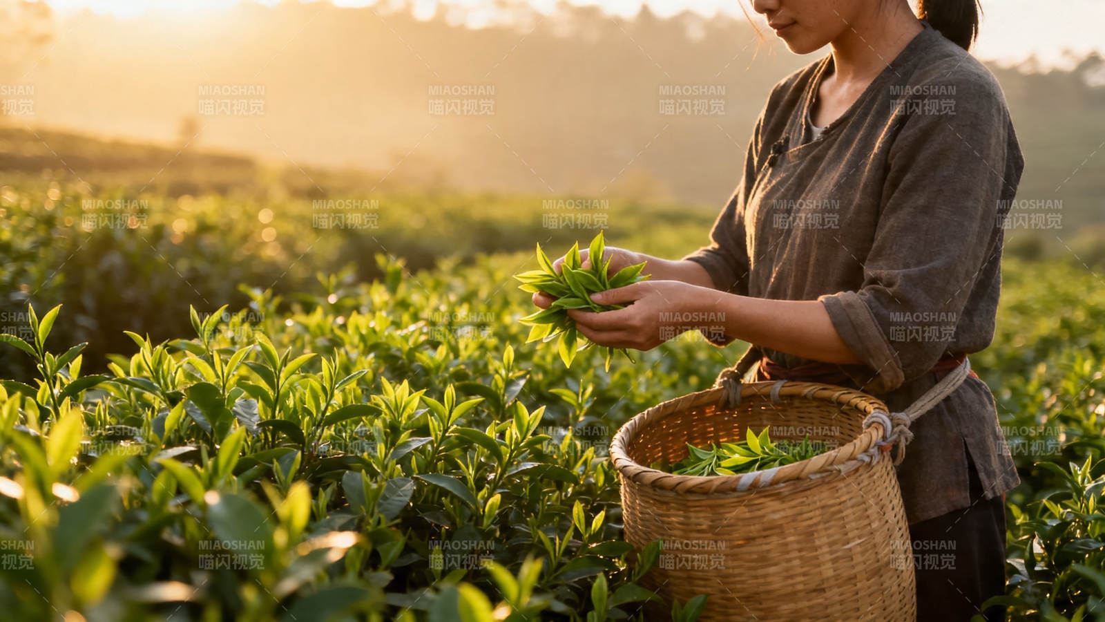 晨采茶女 篮满新绿香图片