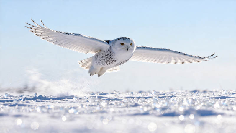 雪鸮展翅掠雪原图片