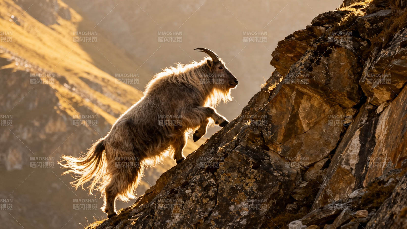 山羊攀岩 夕阳金辉照图片