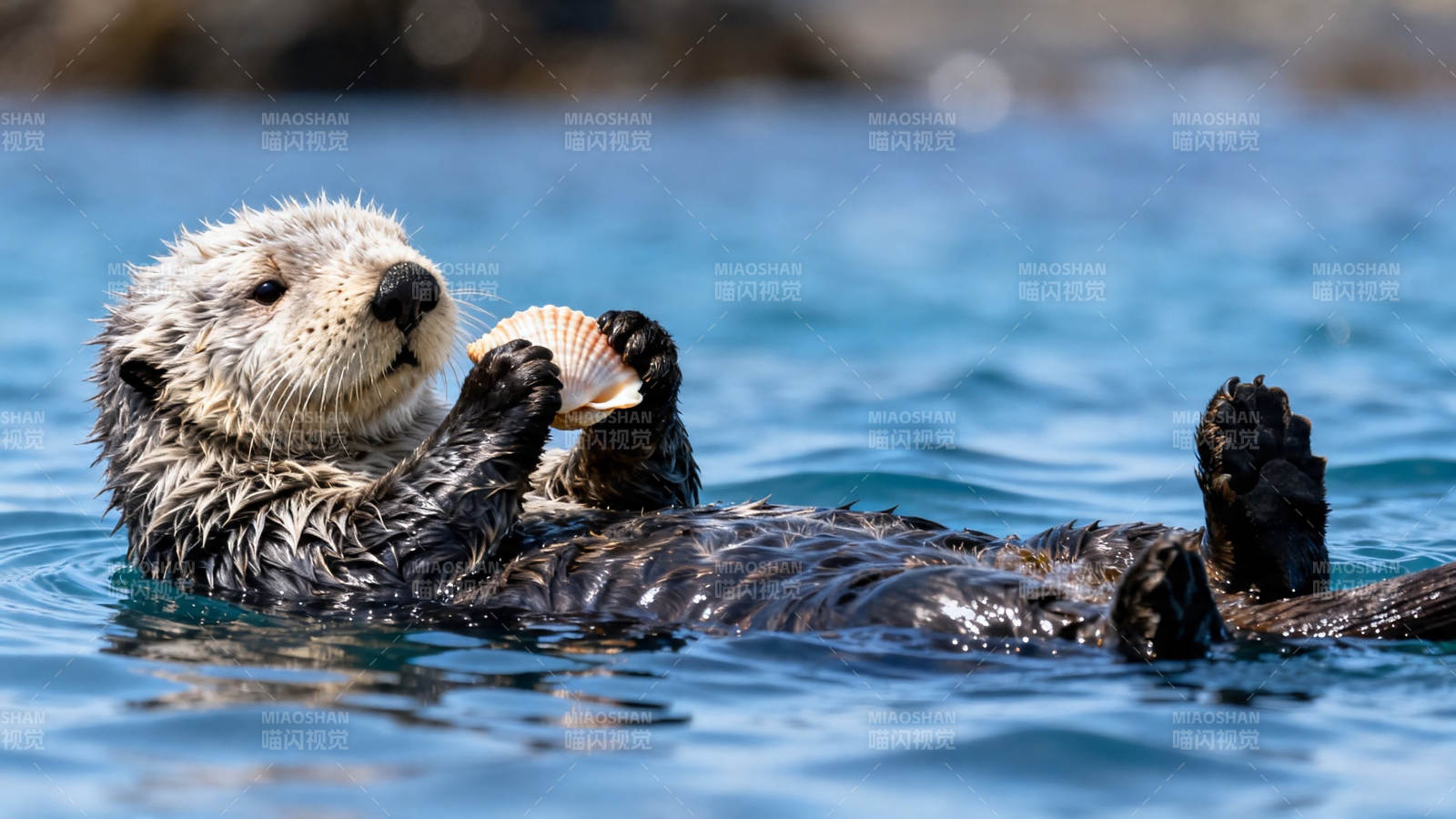 海獭浮水啃贝壳图片