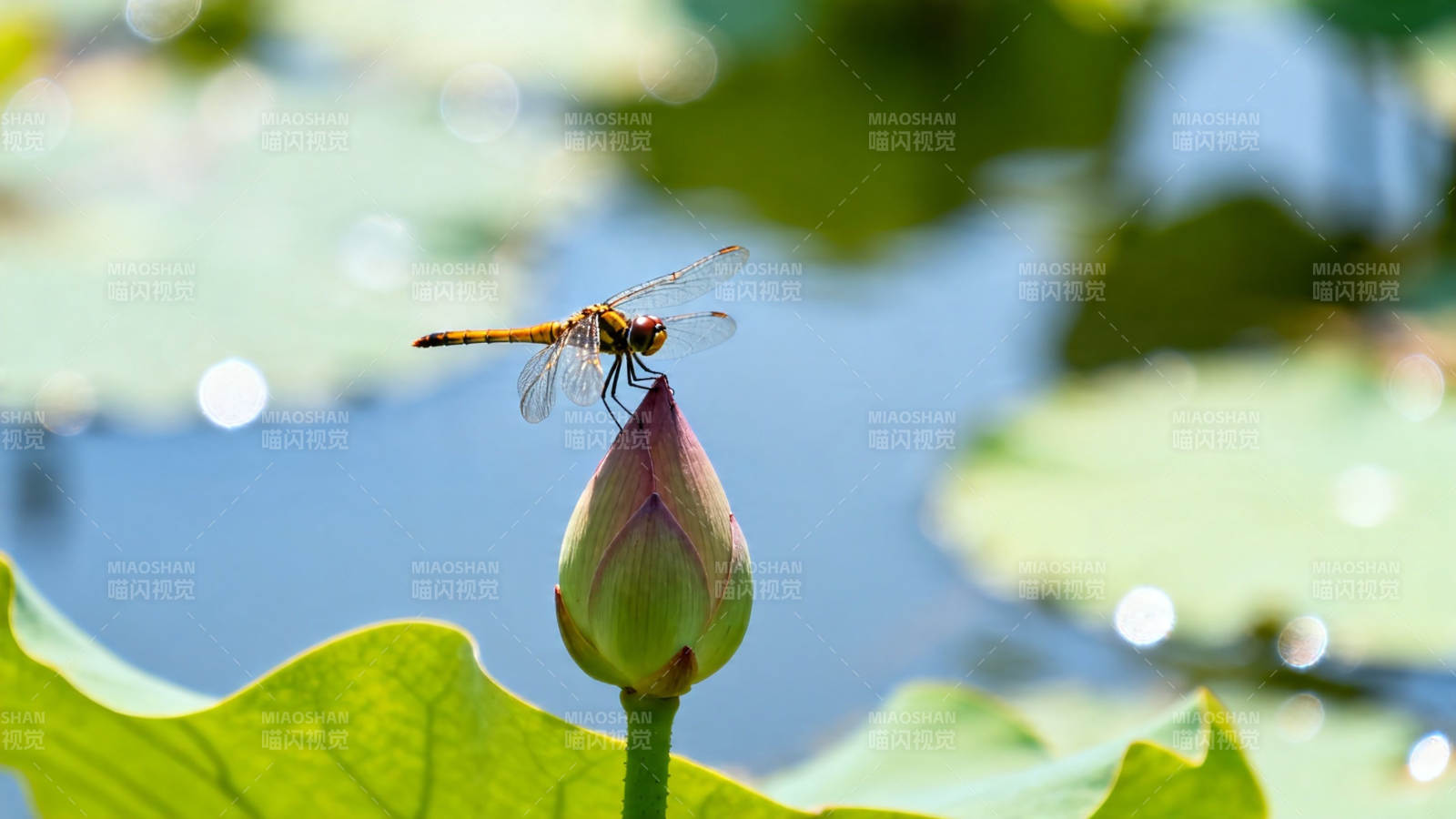 蜻蜓立荷尖 夏日池塘静图片