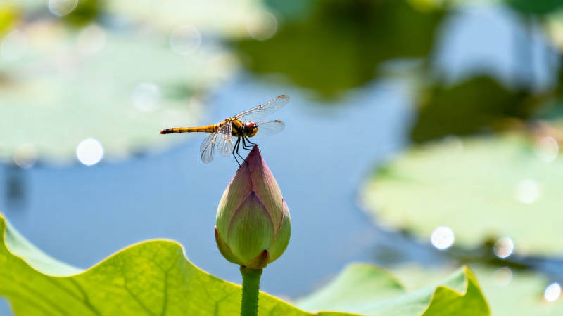 蜻蜓立荷尖 夏日池塘静图片