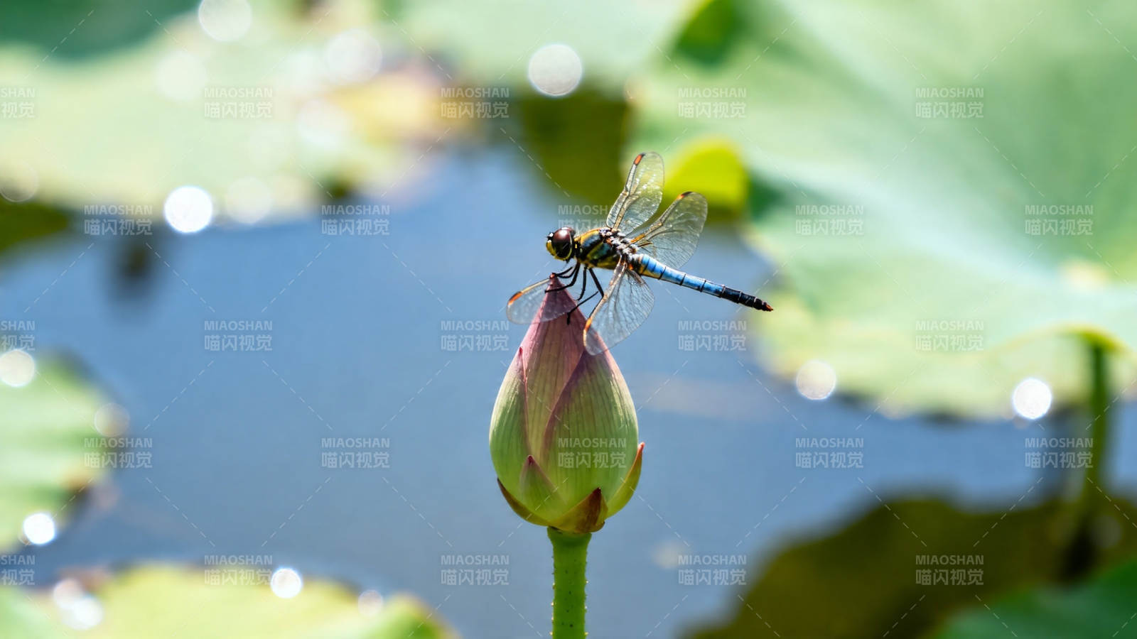 蜻蜓立荷苞 夏日池塘静图片