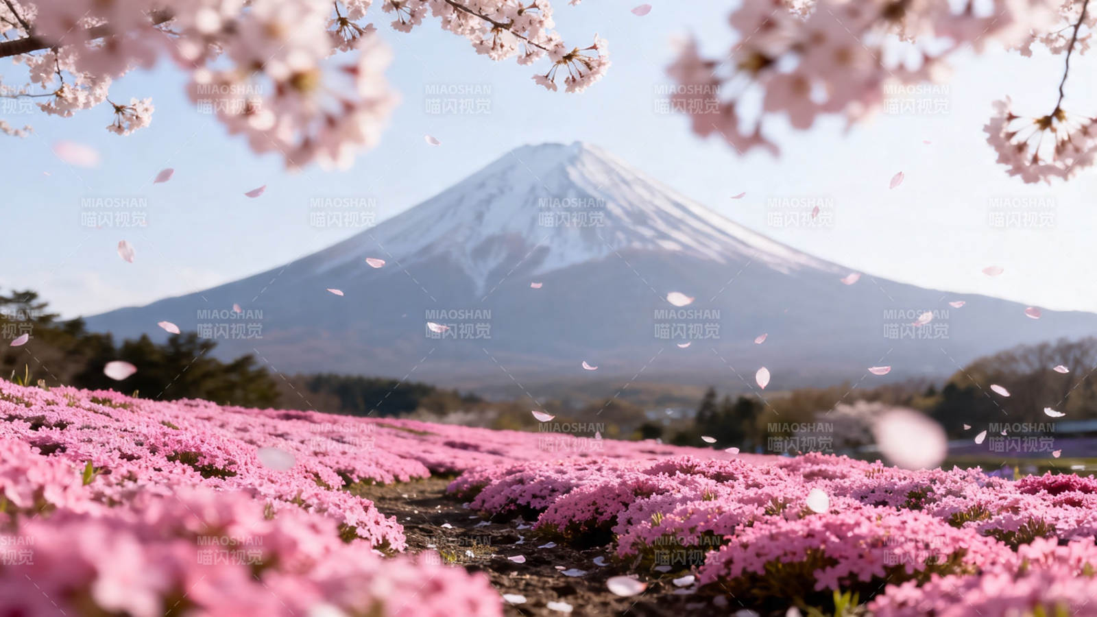 樱花富士山 春景如画图片