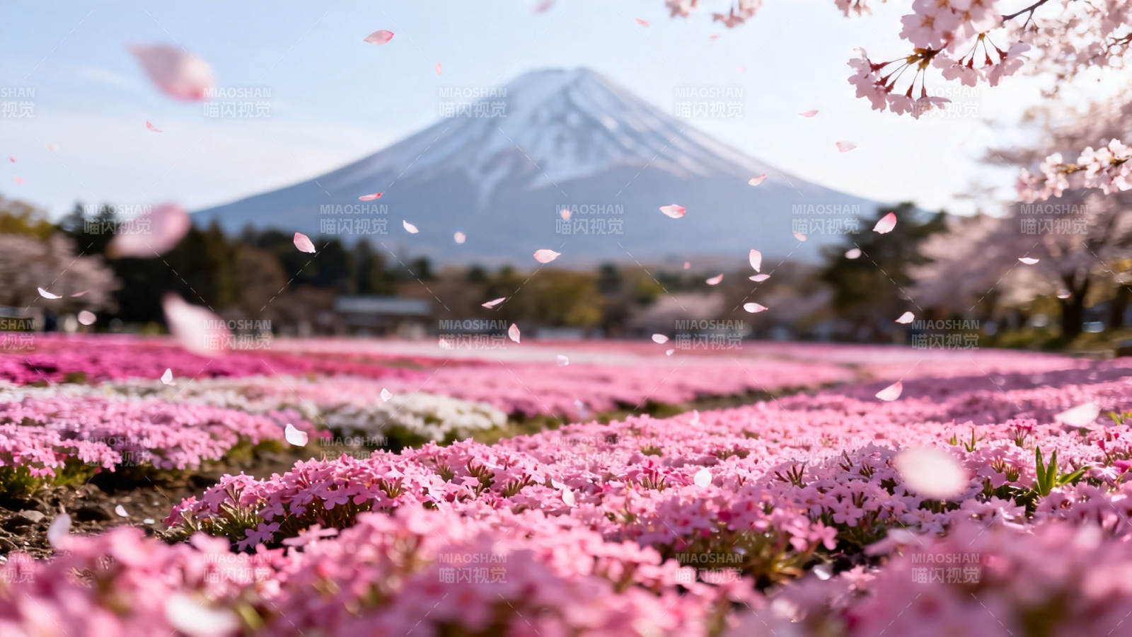 富士山下樱花海图片