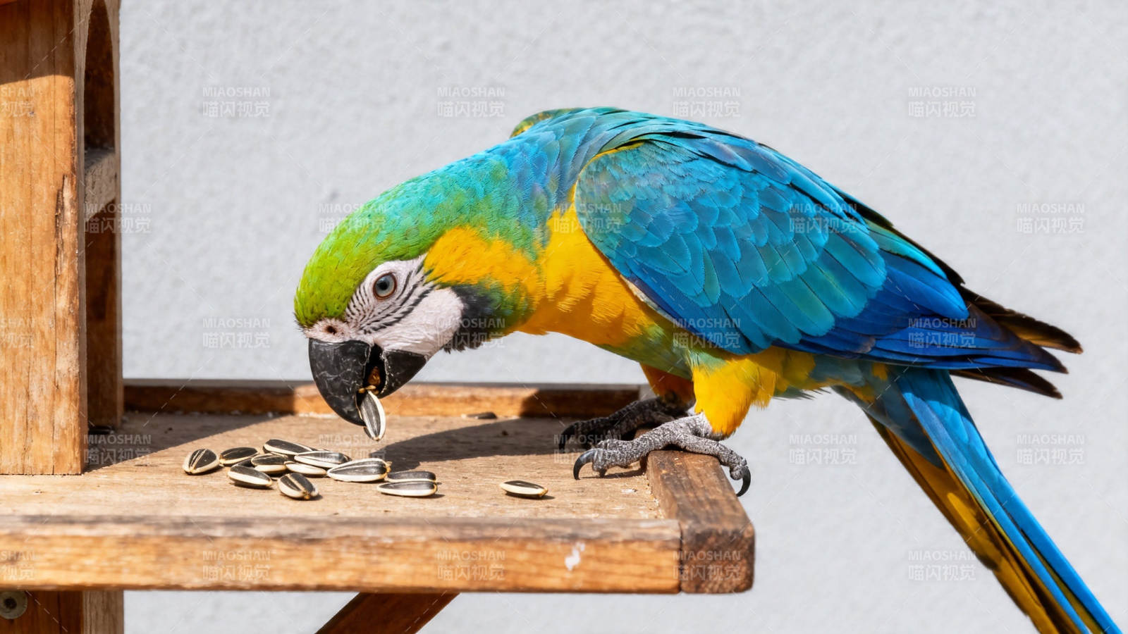 蓝黄鹦鹉啄食瓜子图片