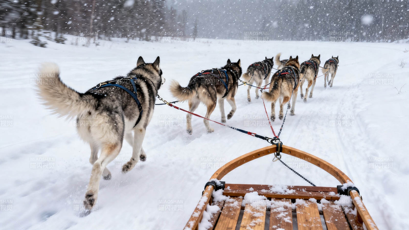 雪橇犬队雪中疾驰图片